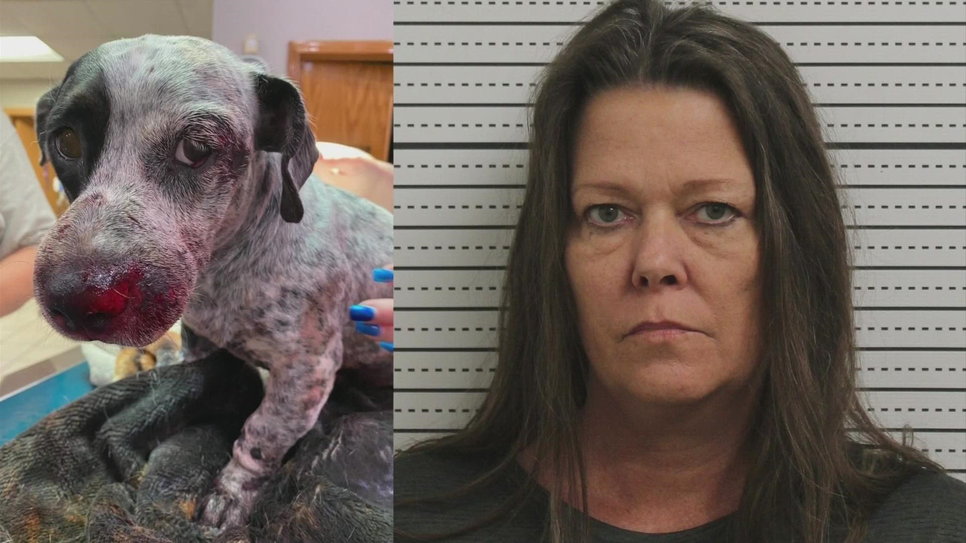 Woman sentenced for dragging puppy behind vehicle in Ross County | 10tv.com