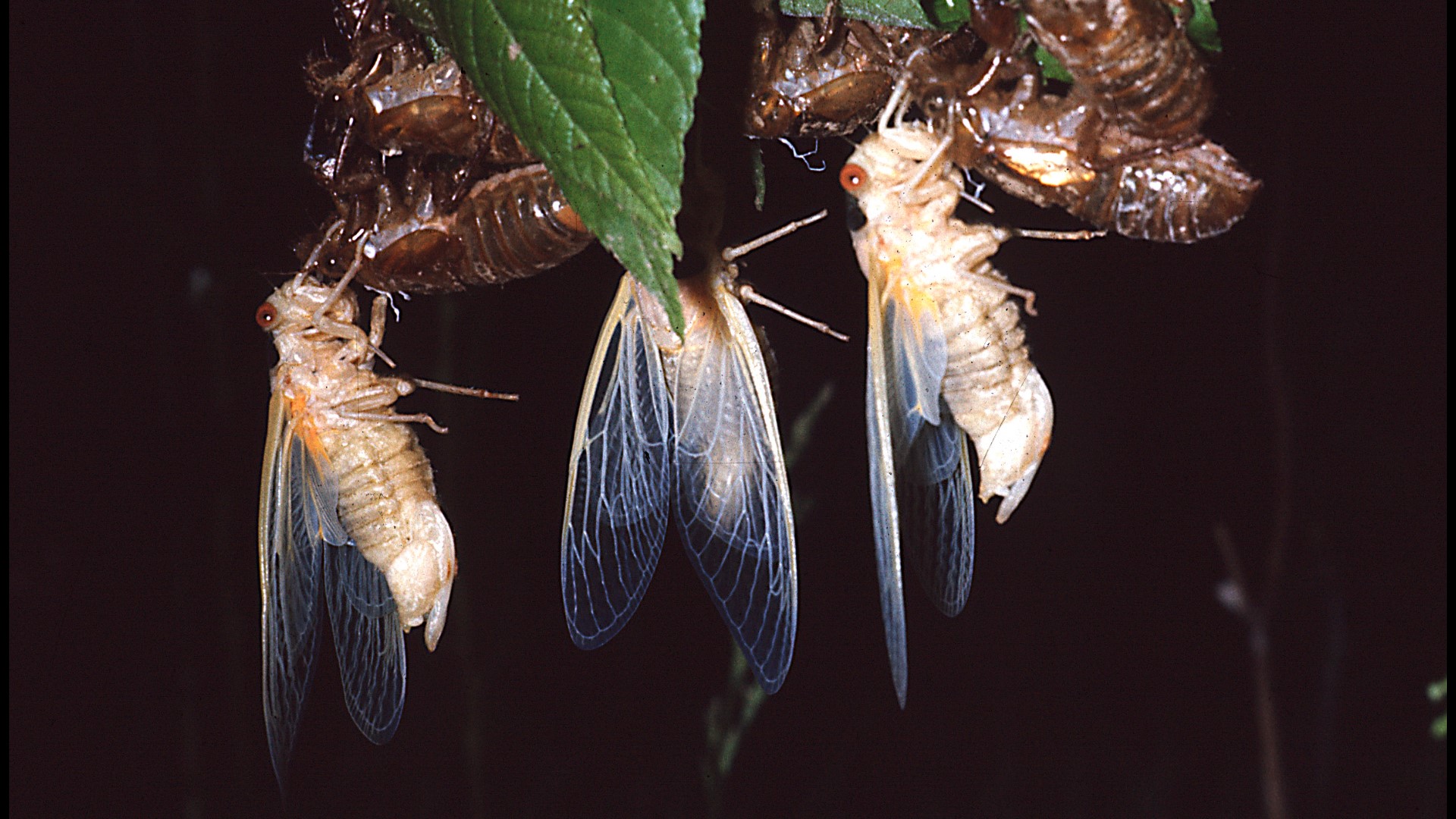 The thought of billions of cicadas emerging this spring is leaving communities overwhelmed.