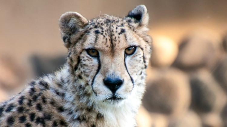 d94371d8-658d-48a4-adb2-