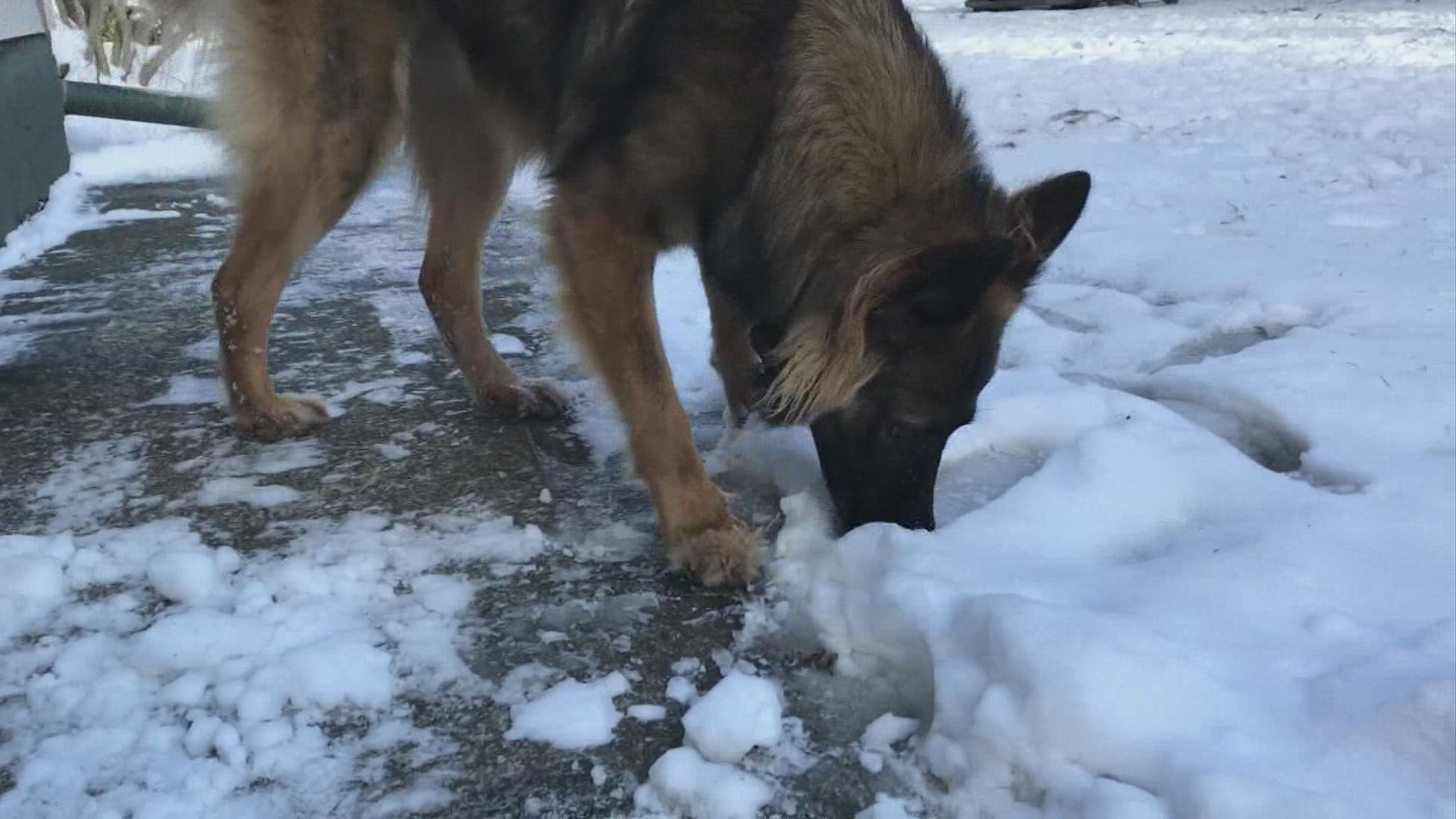 Your furry friends can easily get frostbite during this arctic blast.