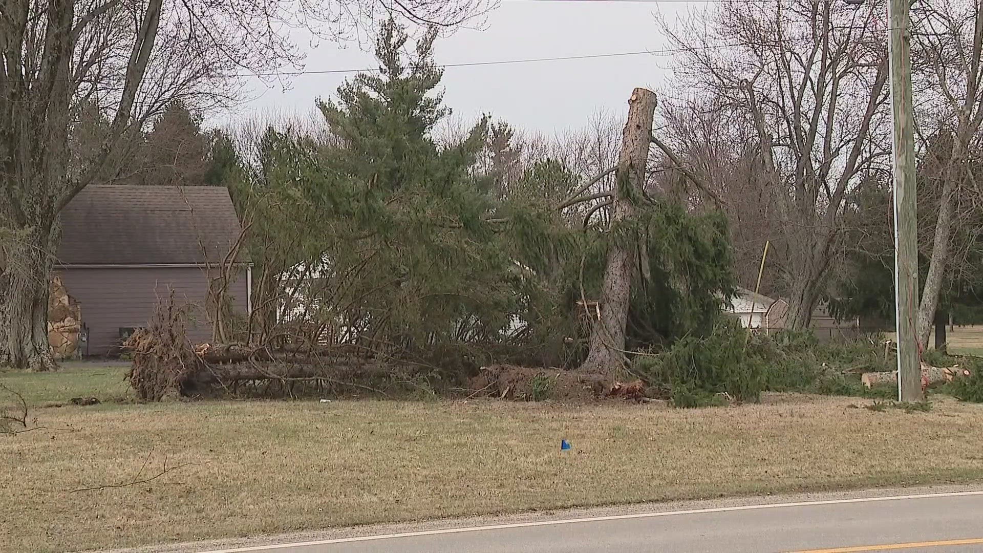 The damage has kept Richard Littler and his team of tree trimmers at Absolute Tree Service busy for the last few days.