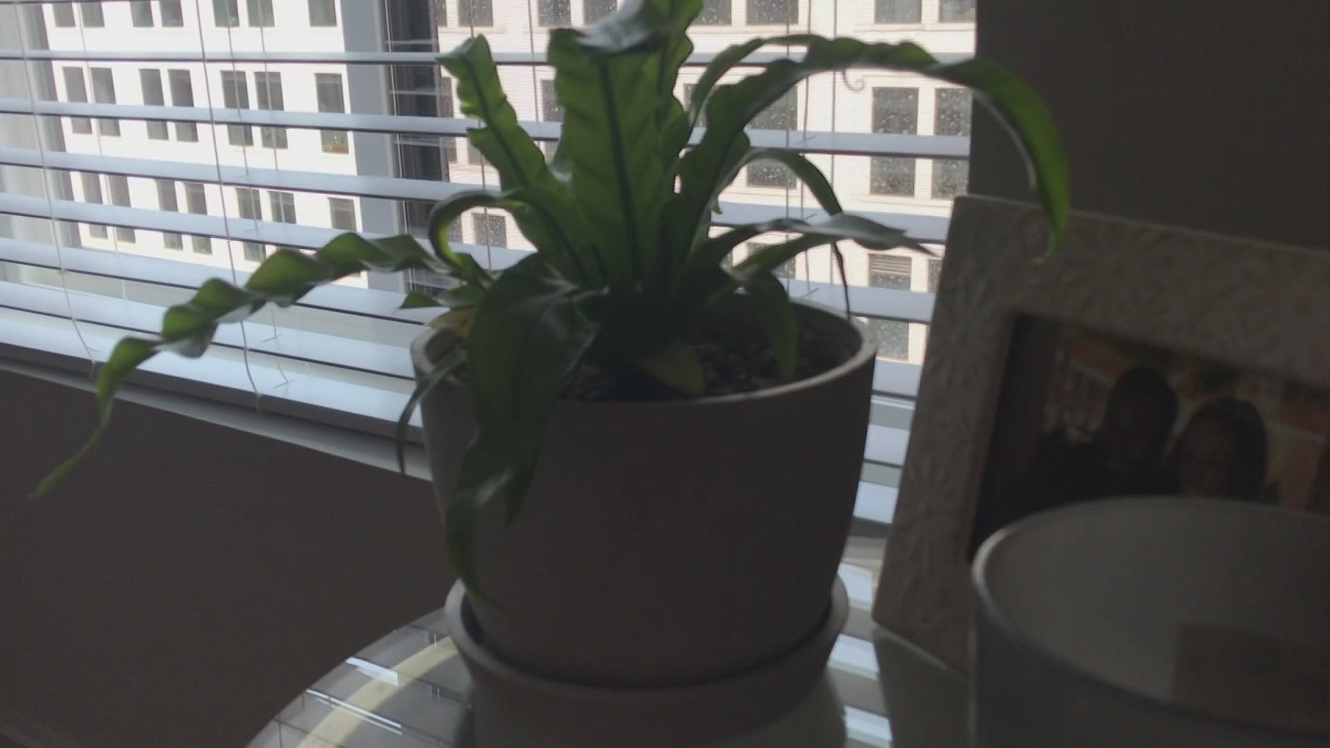 10TV has some tips on how to keep your house plants thriving as the weather changes.