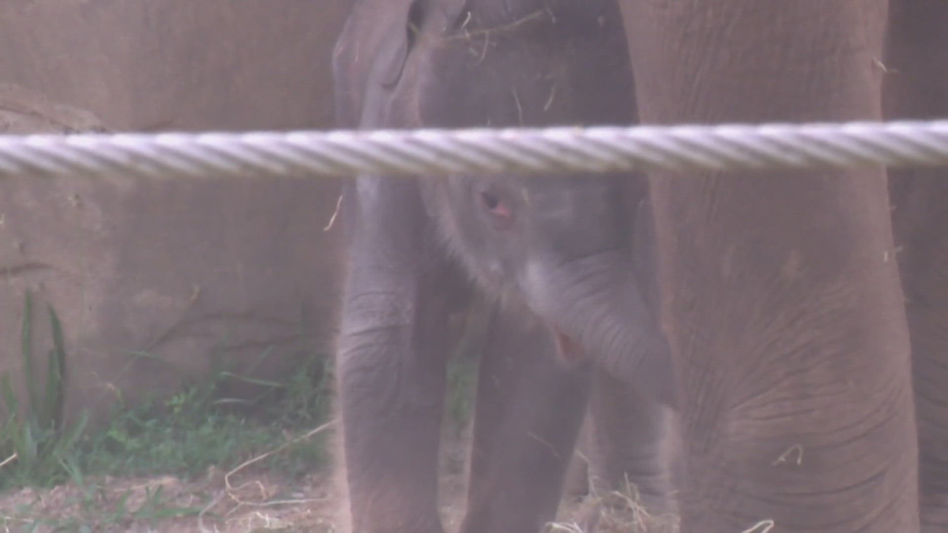 Elefant Rita Columbus Zoo names baby elephant | 10tv.com