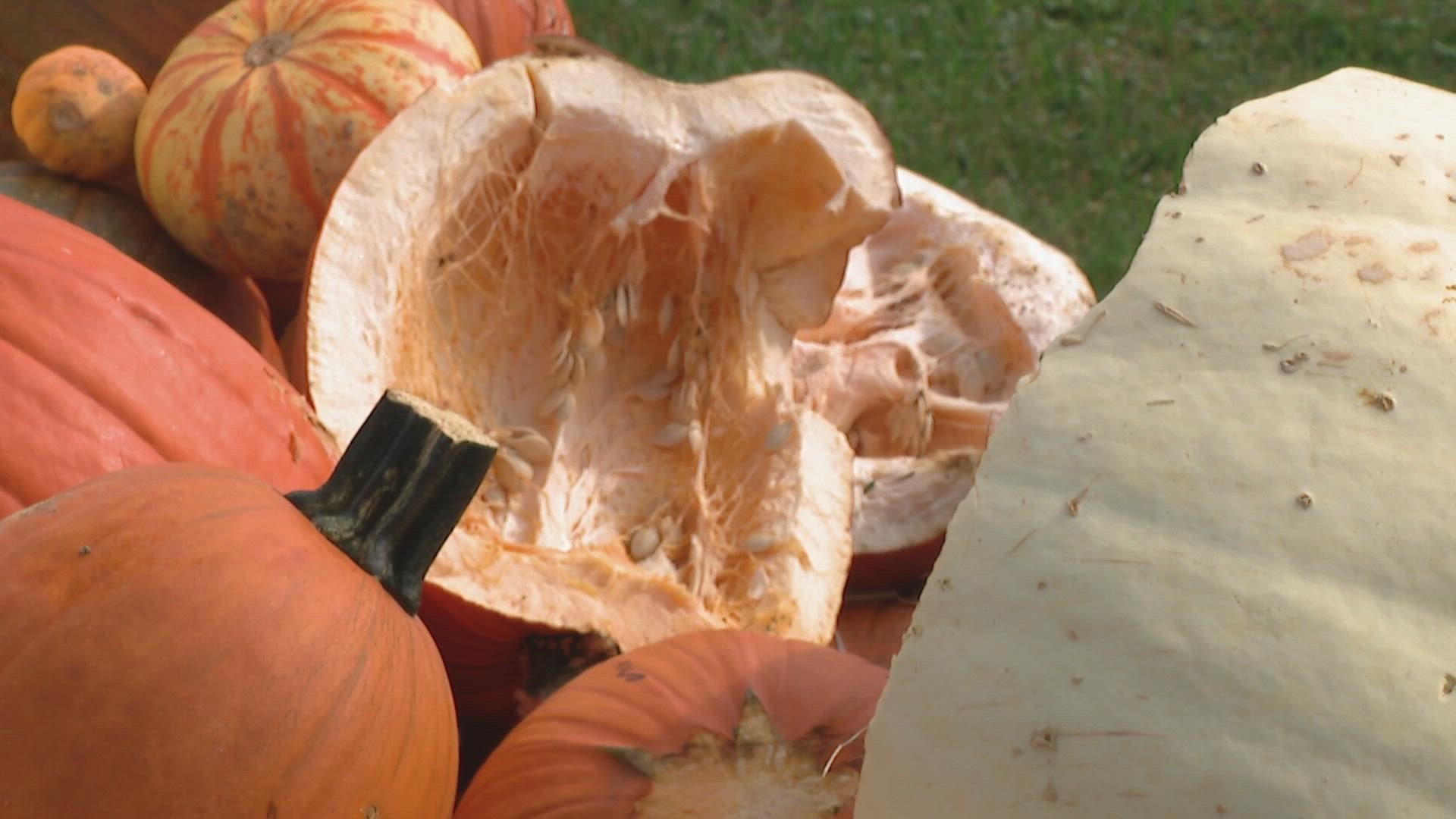 Sam's Pumpkin Patch has been in business for 35 years. Dunlap said this is the first vandalism he's ever had at his stand.