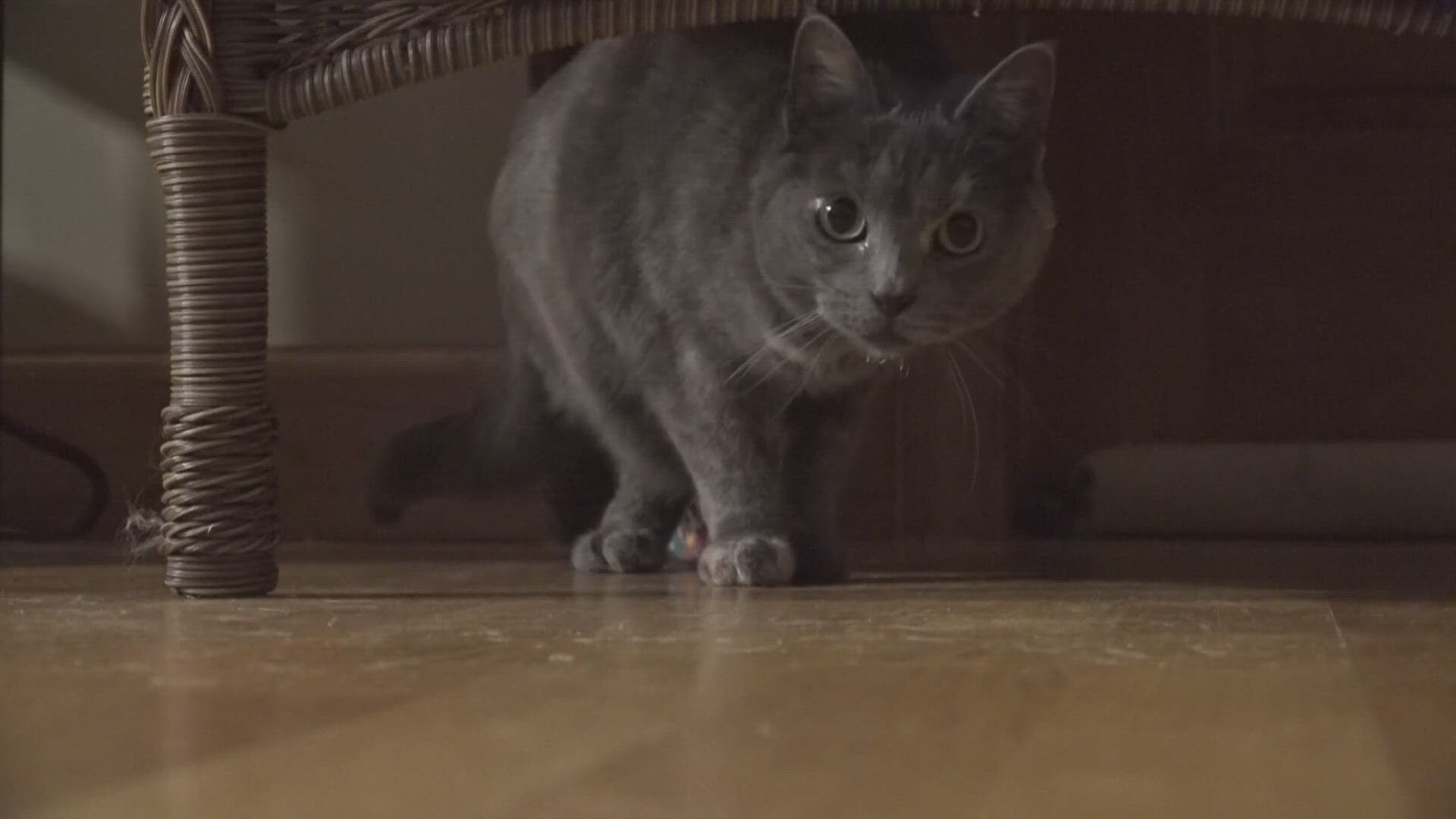 Catowner duo in Ohio shares amputee journey while helping others