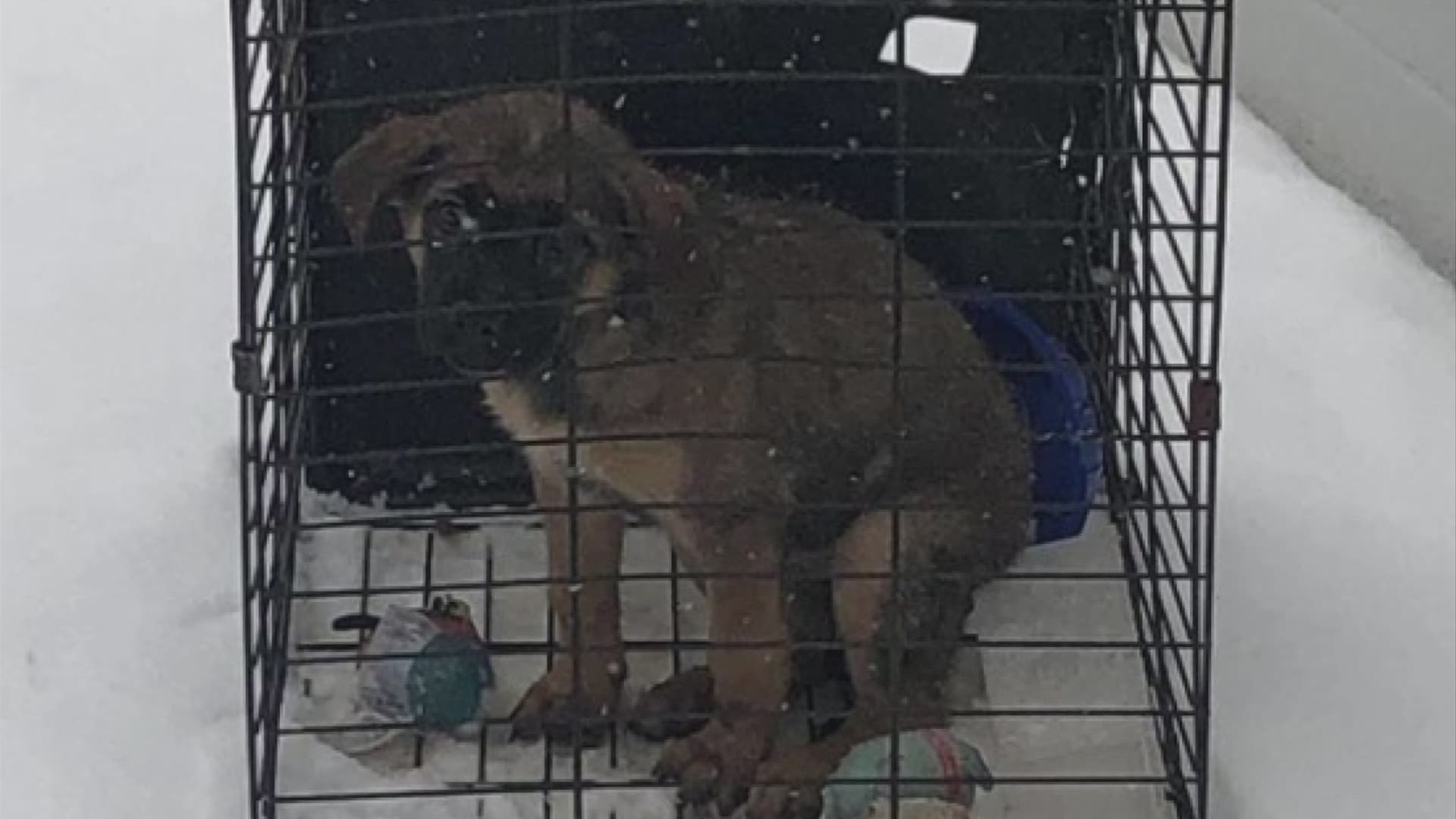 The Franklin County Dog Shelter posted on Thursday that a dog was left in their snowy parking lot in a cage with some toys.
