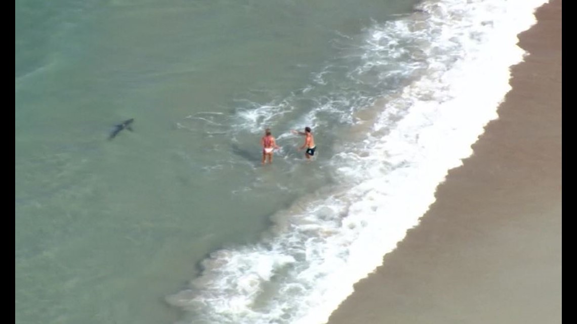 Video Shark Spotted Swimming Close To Daytona Beach Shore 10tv Com