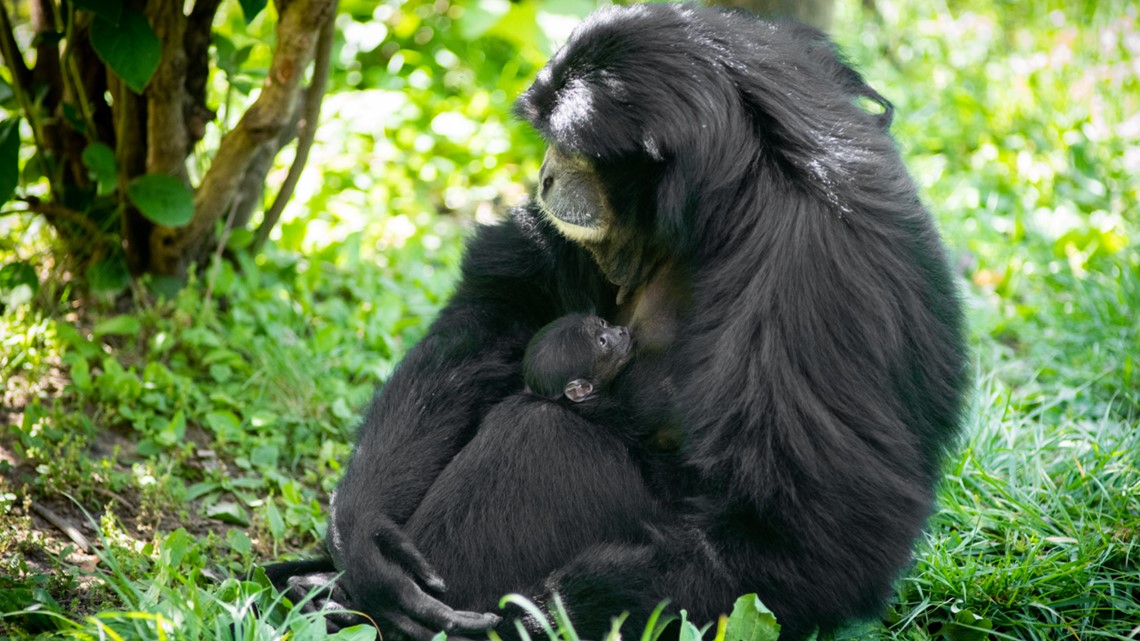 columbus zoo animals