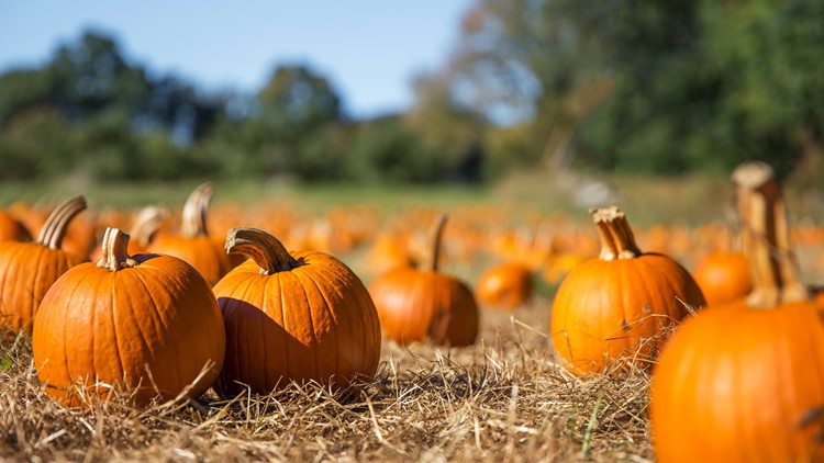 Searching for the perfect pumpkin or apples? Here's 10 fun-filled central Ohio farms.