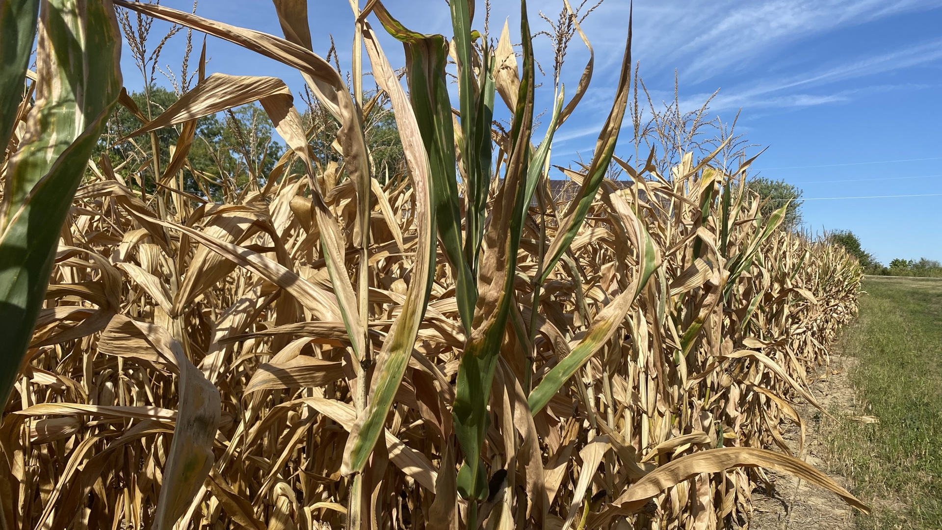 The National Weather Service says "exceptional drought" can lead to widespread crop and pasture losses along with shortages of water in streams and wells.