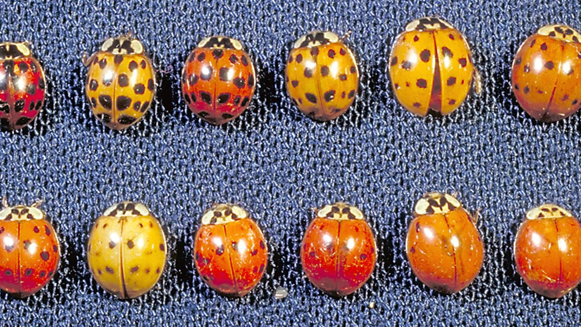 real colorful ladybugs