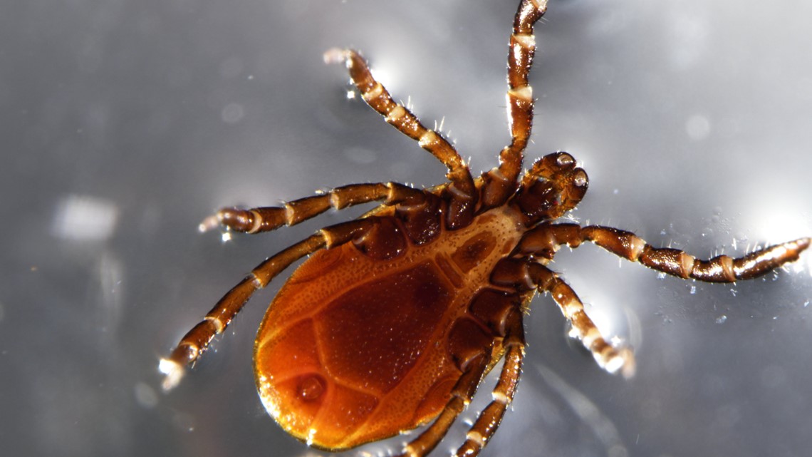 Tick season has arrived in central Ohio