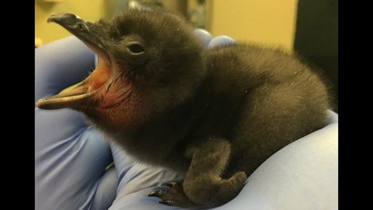 Cincinnati Zoo Names Baby Penguin Bowie 10tv Com