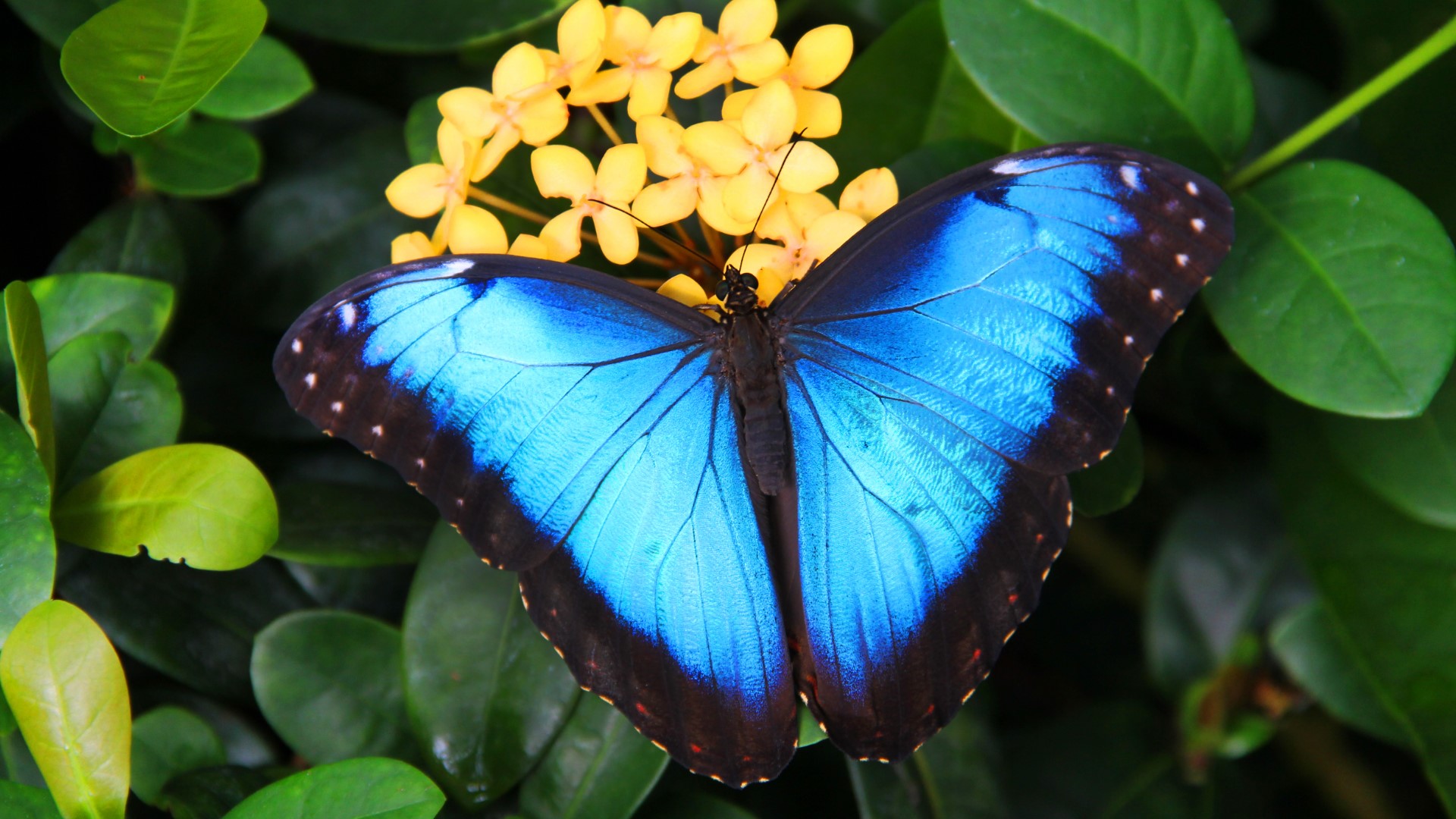 Thousands of butterflies coming to Franklin Park Conservatory