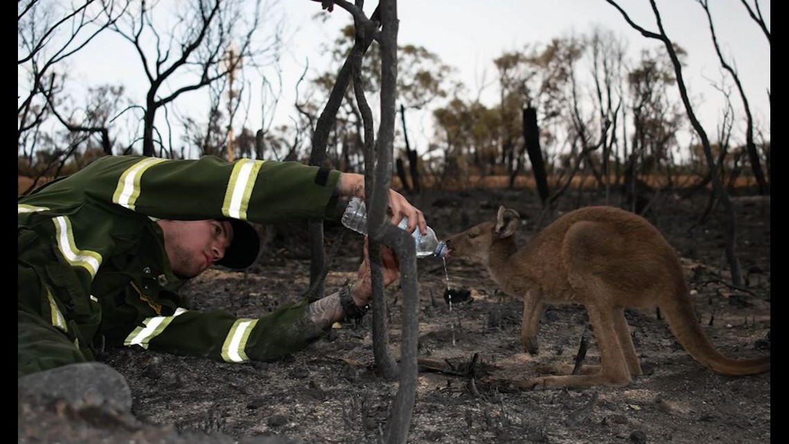 Photos capture firefighter giving water to kangaroo amid Australian ...