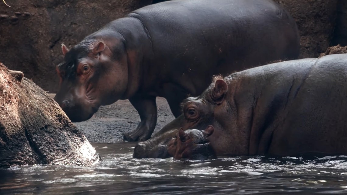 Cincinnati zoo’s hippo siblings finally meet