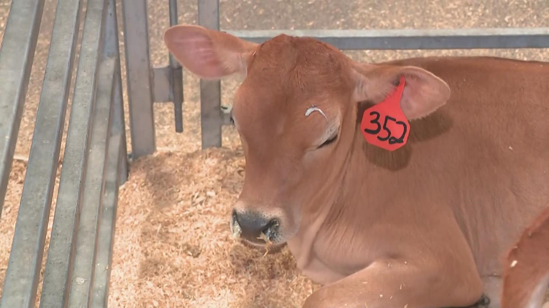 It's 10TV's Day at the Ohio State Fair! Wake Up CBUS is meeting twin calfs this morning.