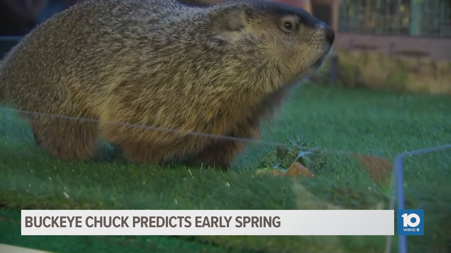 Buckeye Chuck makes Groundhog Day prediction | 10tv.com