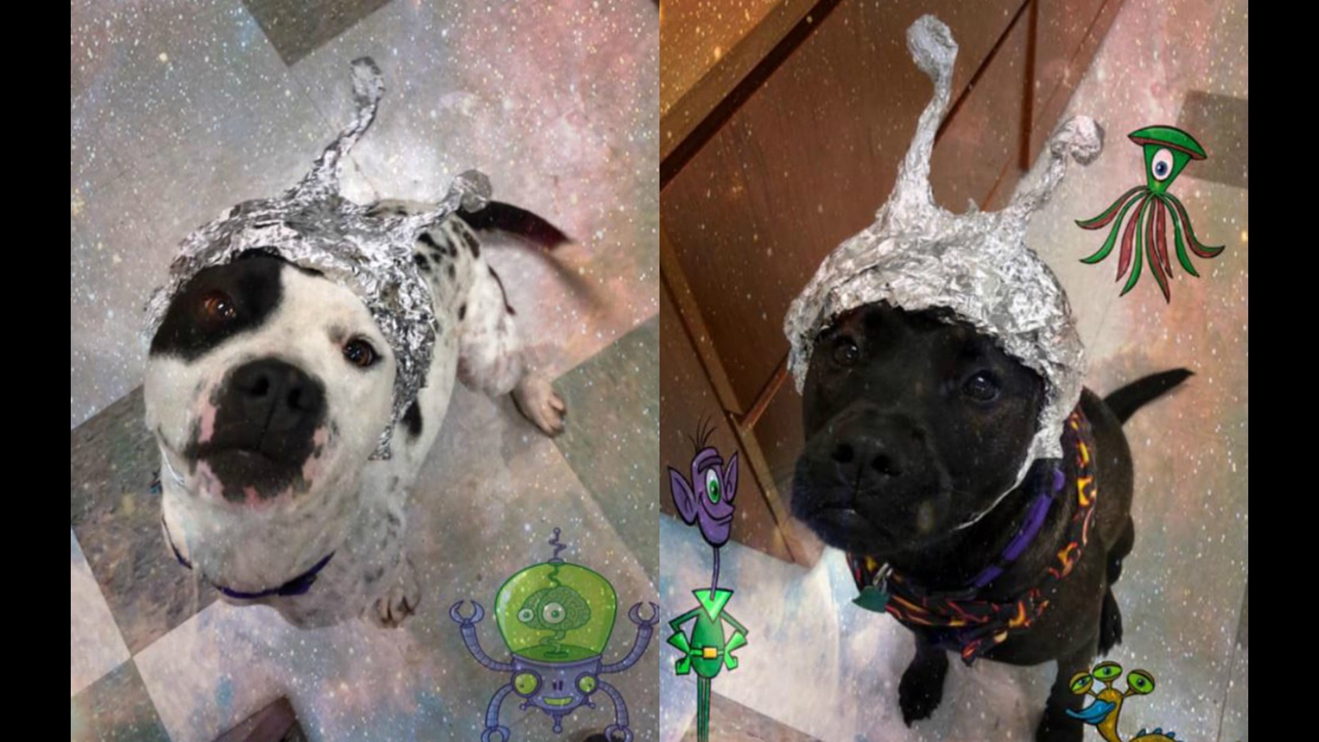 Oklahoma animal shelter encourages Area 51 fans to 'storm our shelter