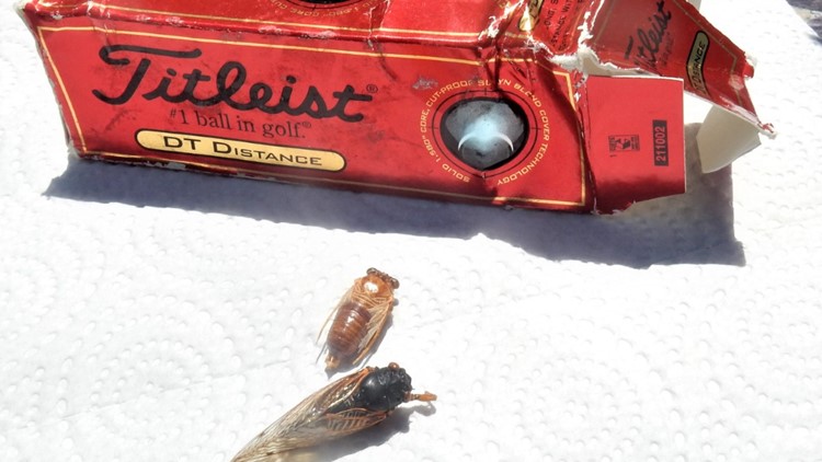 Worthington grandmother kept Memorial Tournament cicadas in freezer for 17 years