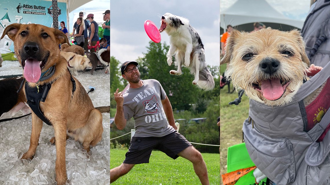 WAG! Fest returns, shelters seeing surplus in animals