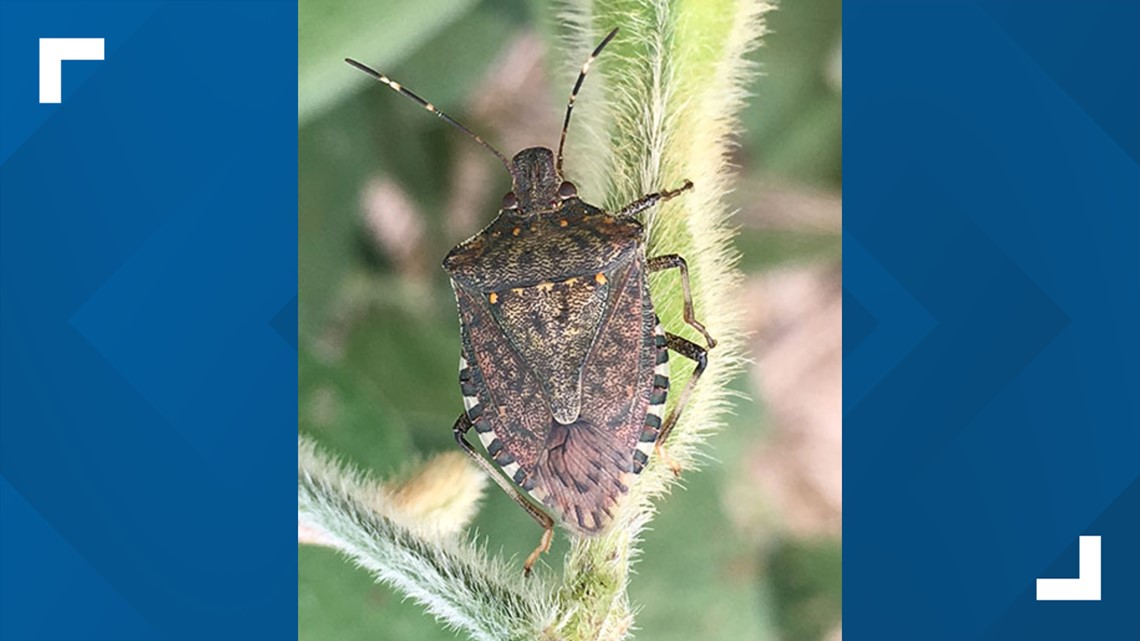 Why Do Stink Bugs Stink? - Pest Control Technology