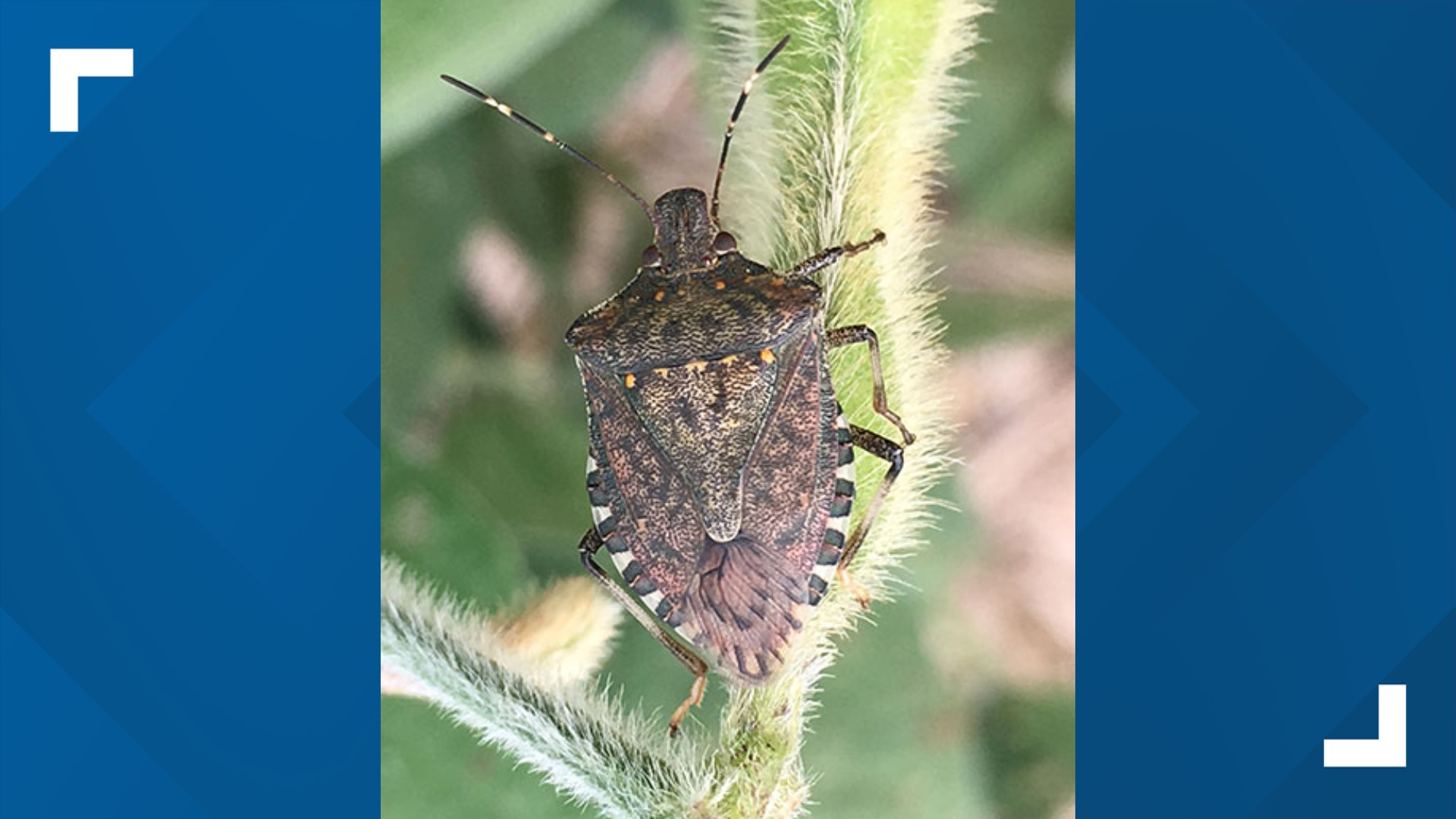 Stink bugs looking for warm home as cold weather nears