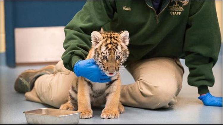 How An Actual Tiger Mother Raises Her Cubs