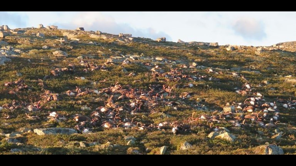 Lightning strike kills more than 300 reindeer in Norway 