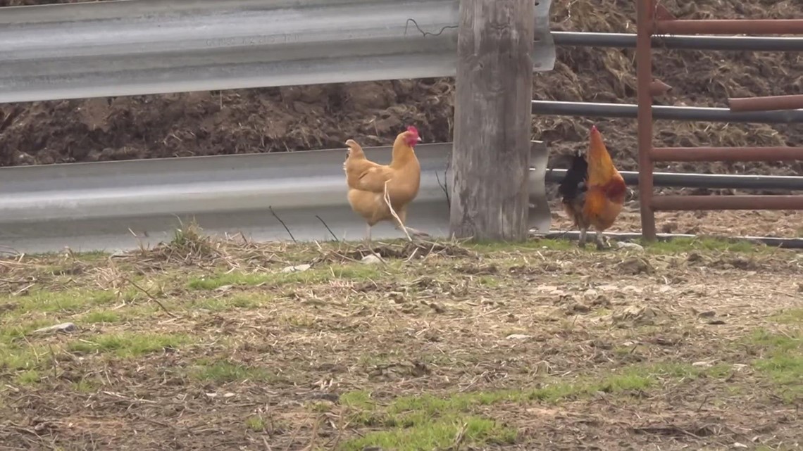 People beginning to buy chickens to combat price of eggs - Vimarsana News