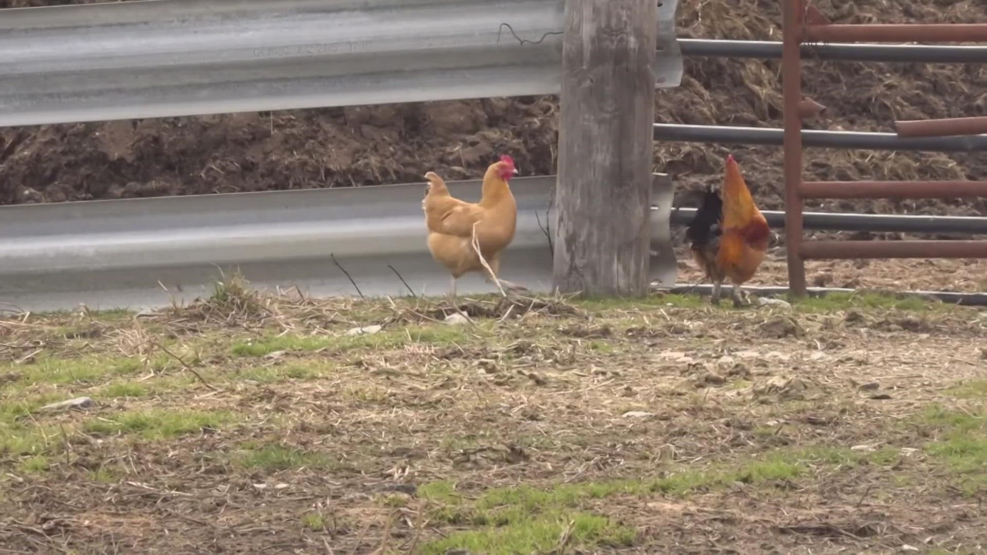 A central Ohio farmer says it likely isn't worth buying chickens due to the cost of the chicken itself, how many eggs they produce and the cost to feed them.