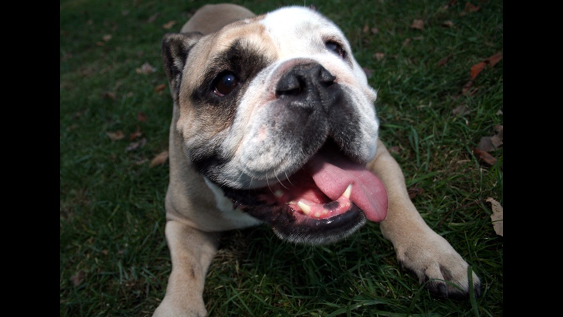 English bulldogs suffer significant health issues from breeding