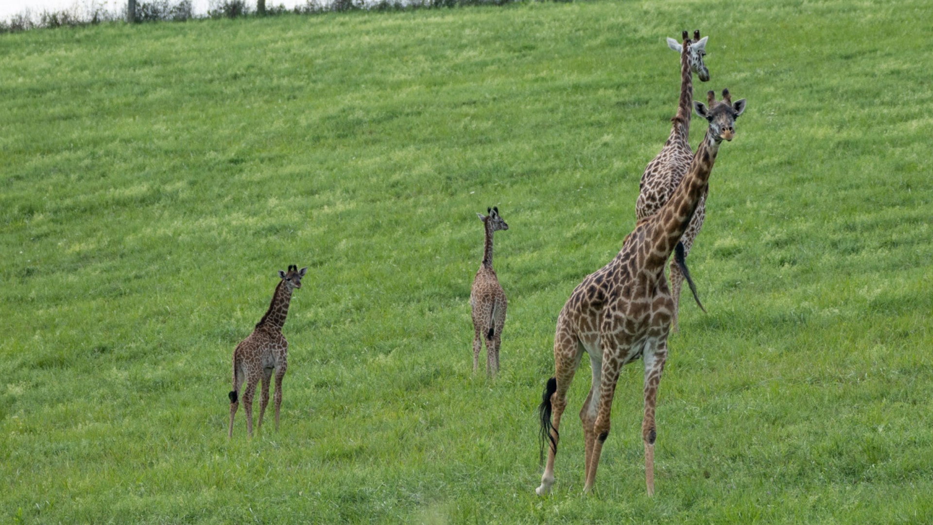 The Wilds announces birth of 2nd Masai giraffe in almost a week | 10tv.com