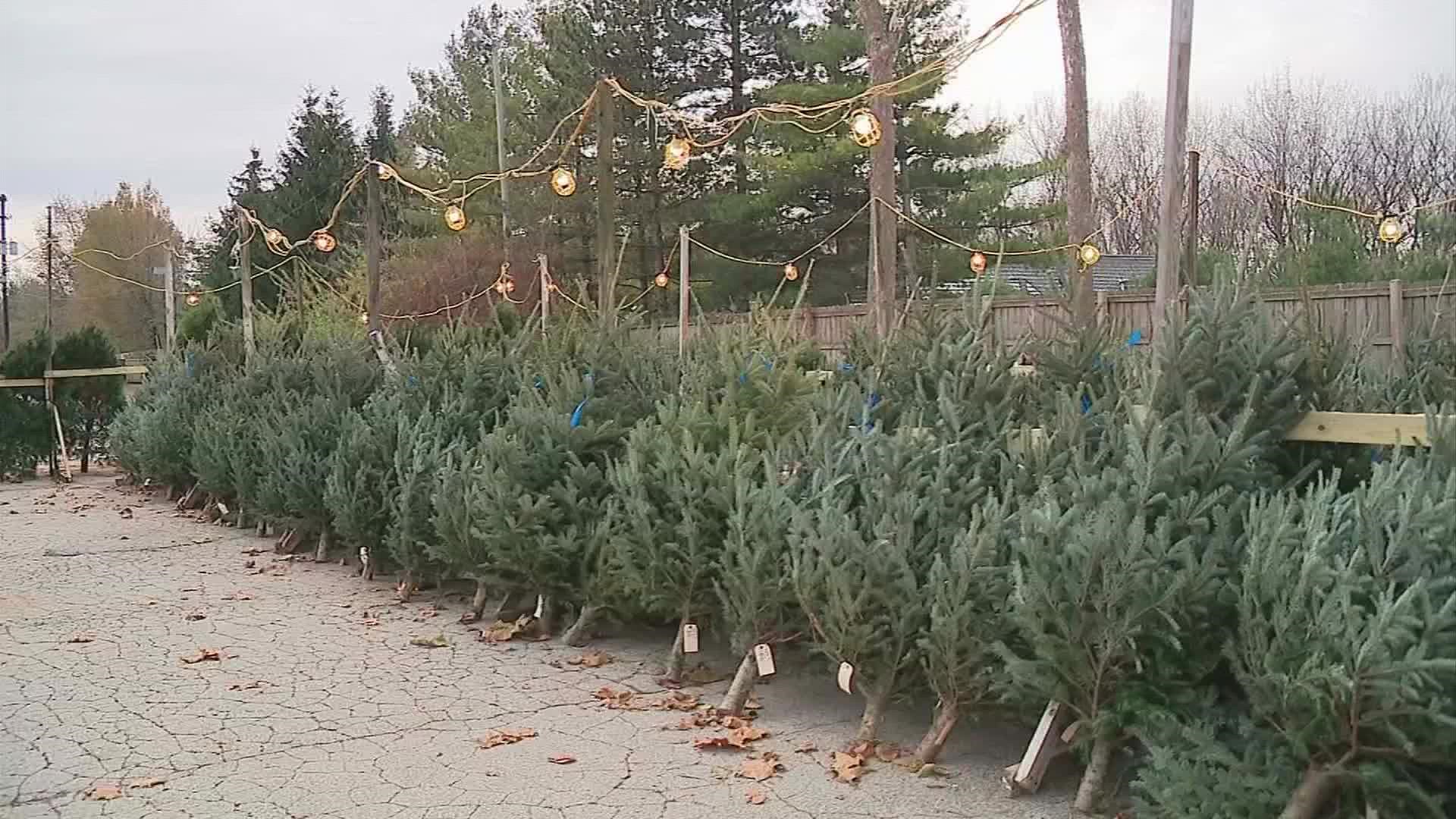 Your Christmas tree could last a little longer depending the species and upkeep.