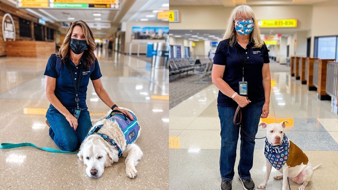 Therapy dogs bring relieve stress at Columbus airport - Vimarsana News