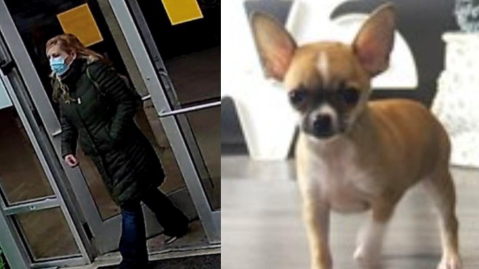 Woman Steals $6,000 Chihuahua From Columbus Pet Store, Police Say ...