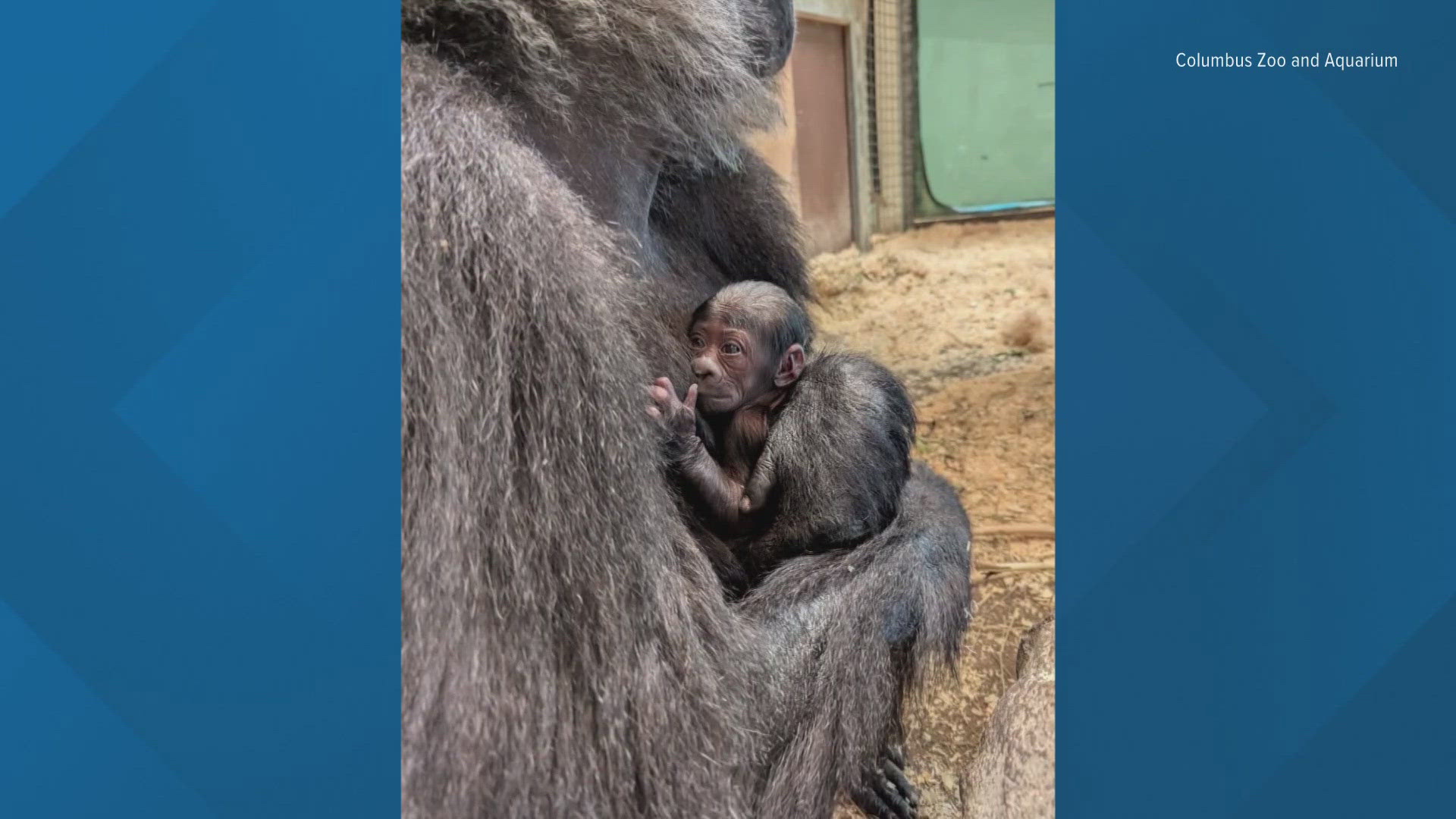 The baby western lowland gorilla was born on June 29 to first-time mother Sue and father Ktembe.