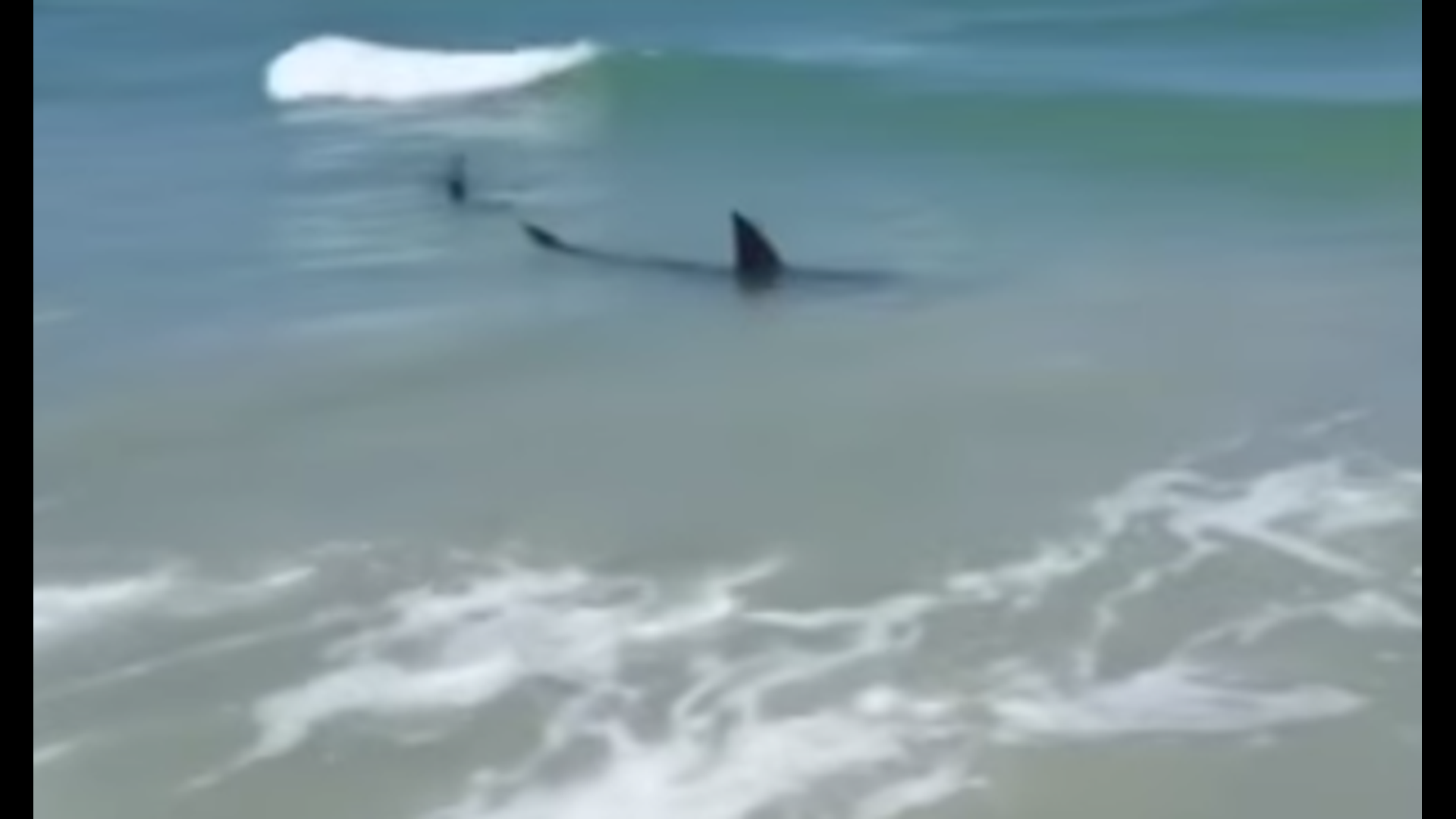 Video Sharks Swim Dangerously Close To Florida Coastline
