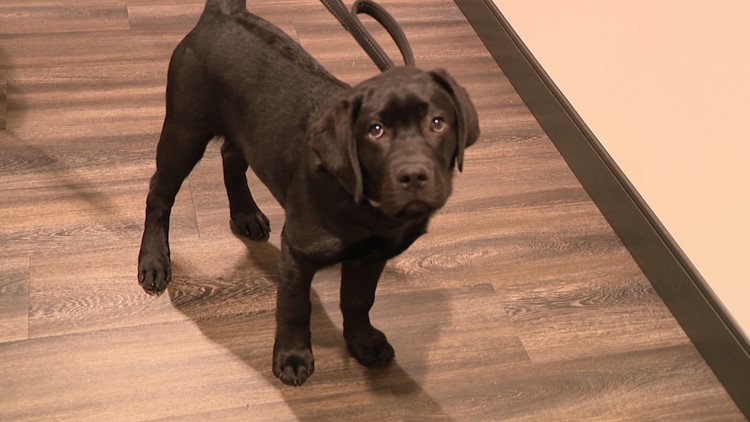 Maverick, the future therapy dog, joins Genoa Township police