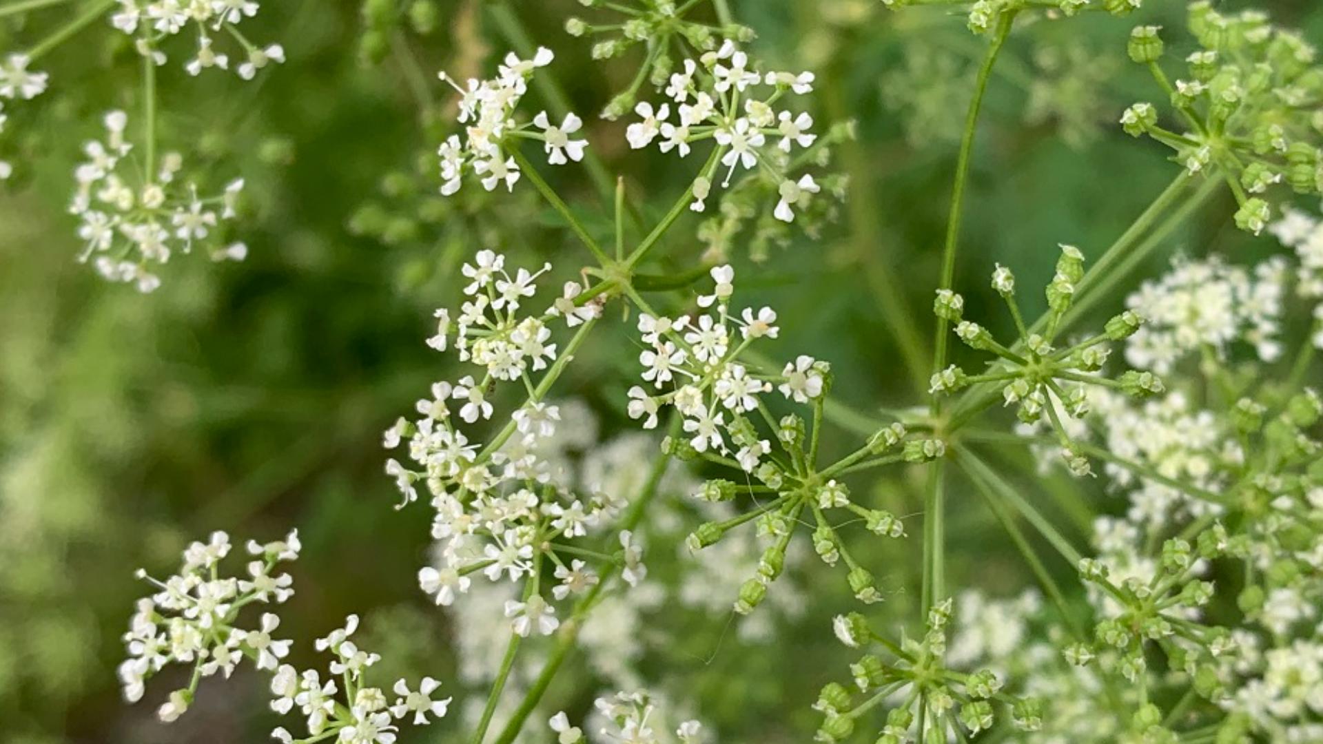 Poison hemlock can grow anywhere between two to 10 feet tall and it greatly resembles Queen Anne’s lace, wild parsnip, wild carrots and wild parsley.