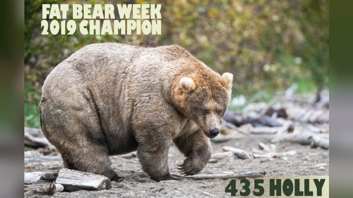 Holly takes crown as fattest bear in Alaska park's competition for 'Fat