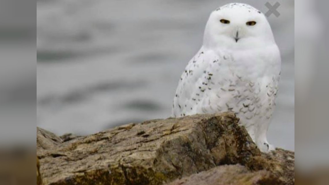 First ‘snowy’ owl of the winter season spotted in Ohio