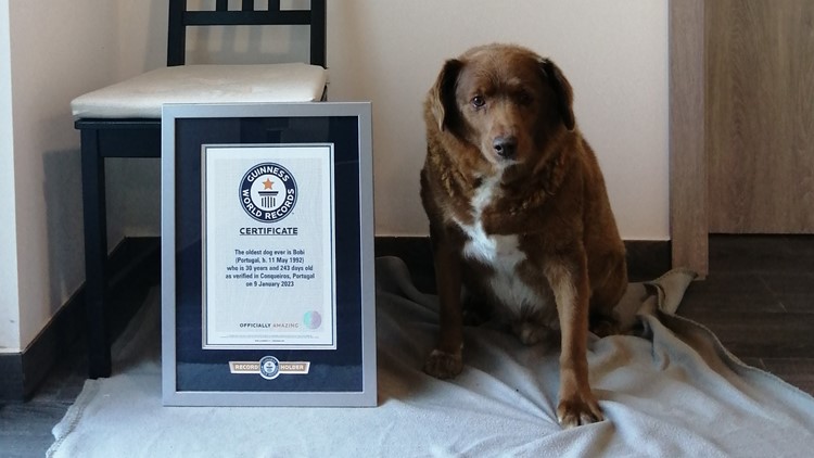 Guinness World Records: 30-year-old dog declared oldest dog ever