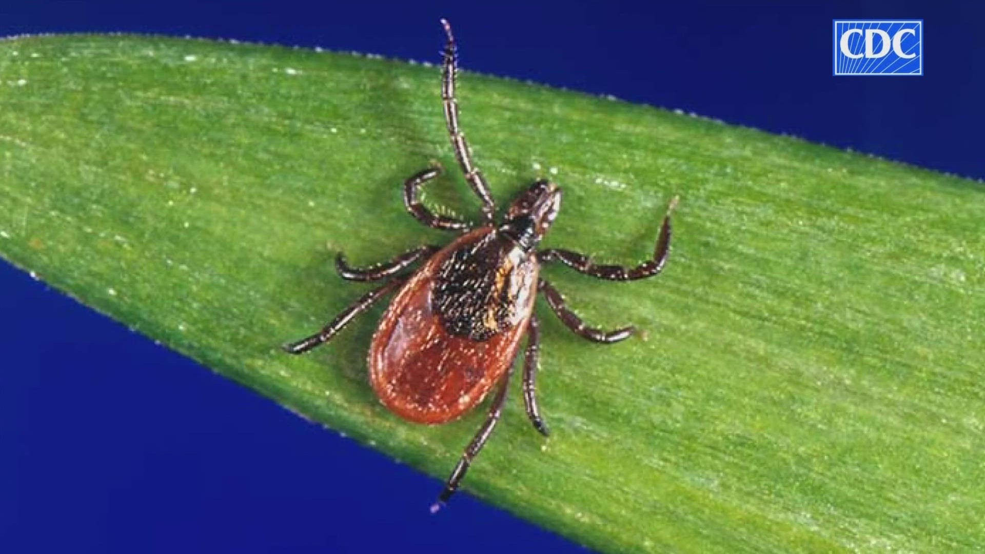 If a tick has been on you for longer than 36 hours, call your healthcare provider.