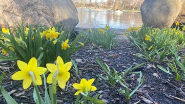 Climate change could be influencing allergies