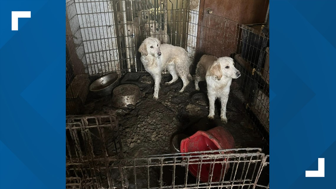 20 dogs, 1 cat rescued from New Albany home - Vimarsana News
