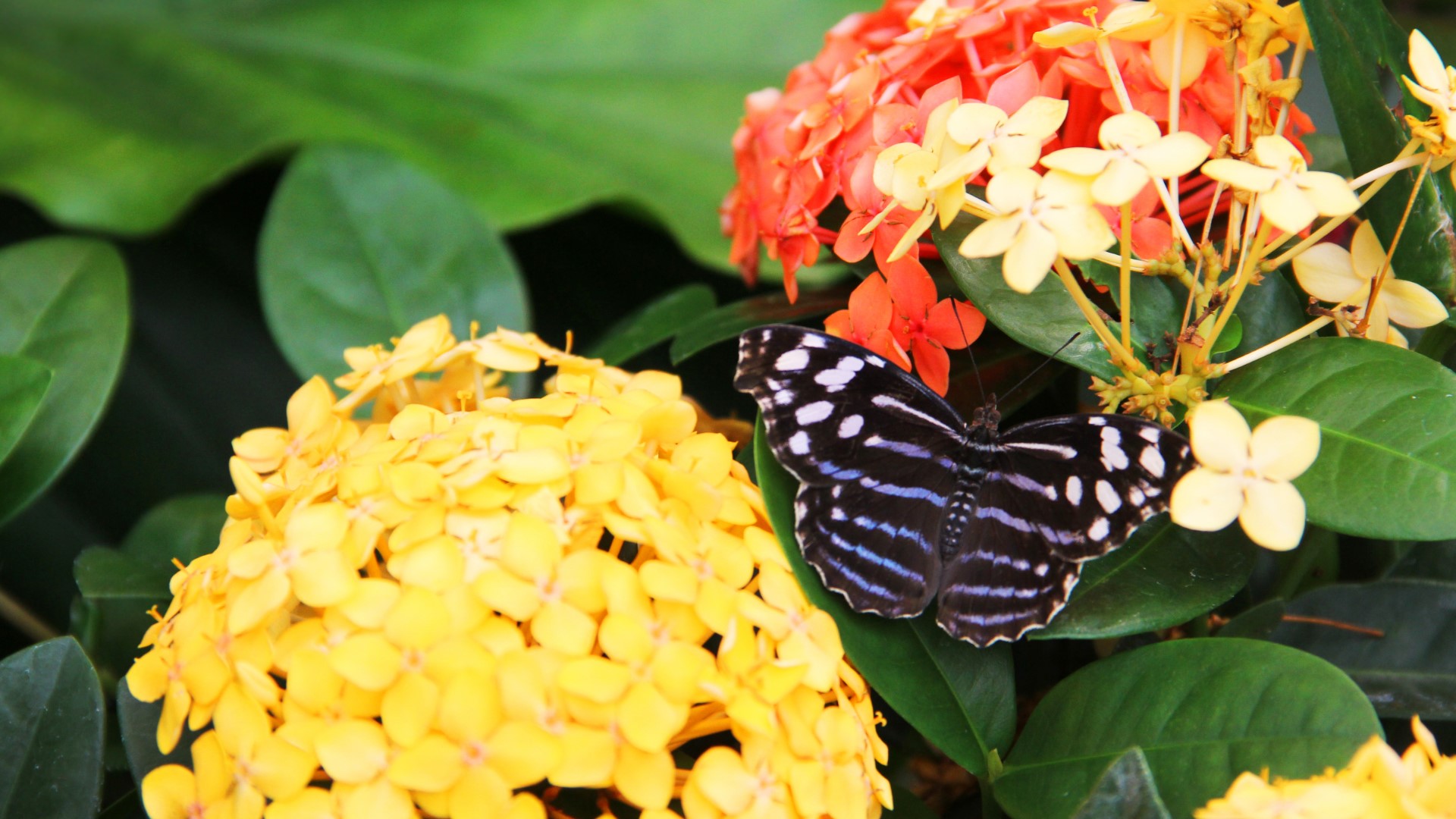 Thousands of butterflies coming to Franklin Park Conservatory