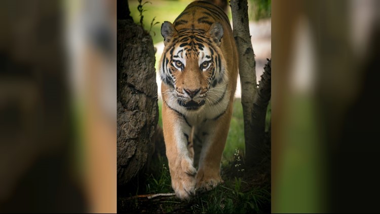 Amur Tiger  Columbus Zoo and Aquarium