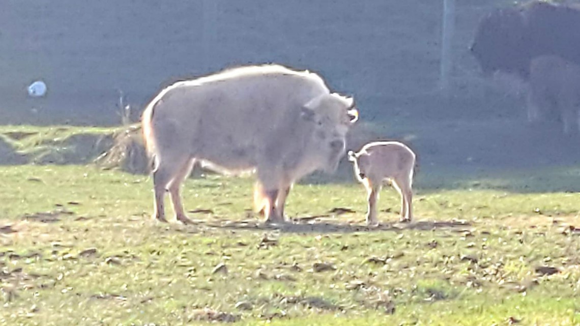 White bison born at Wyoming state park - Vimarsana News