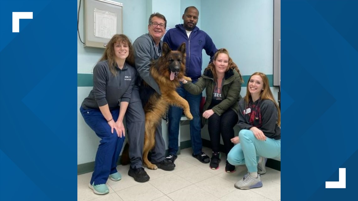 Brutus, the dog shot in face in Columbus, recovering - Vimarsana News